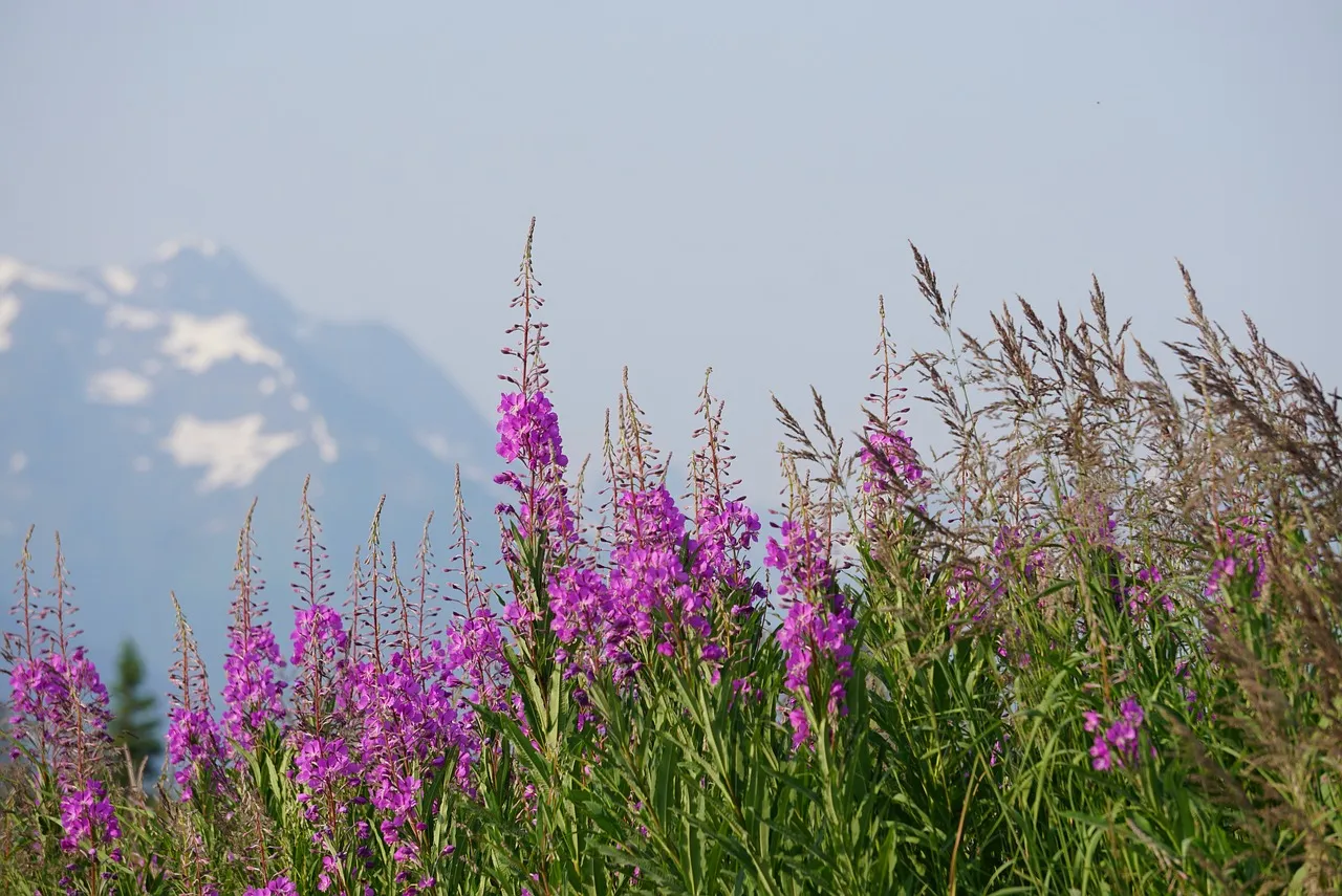 Endless alpine hiking options