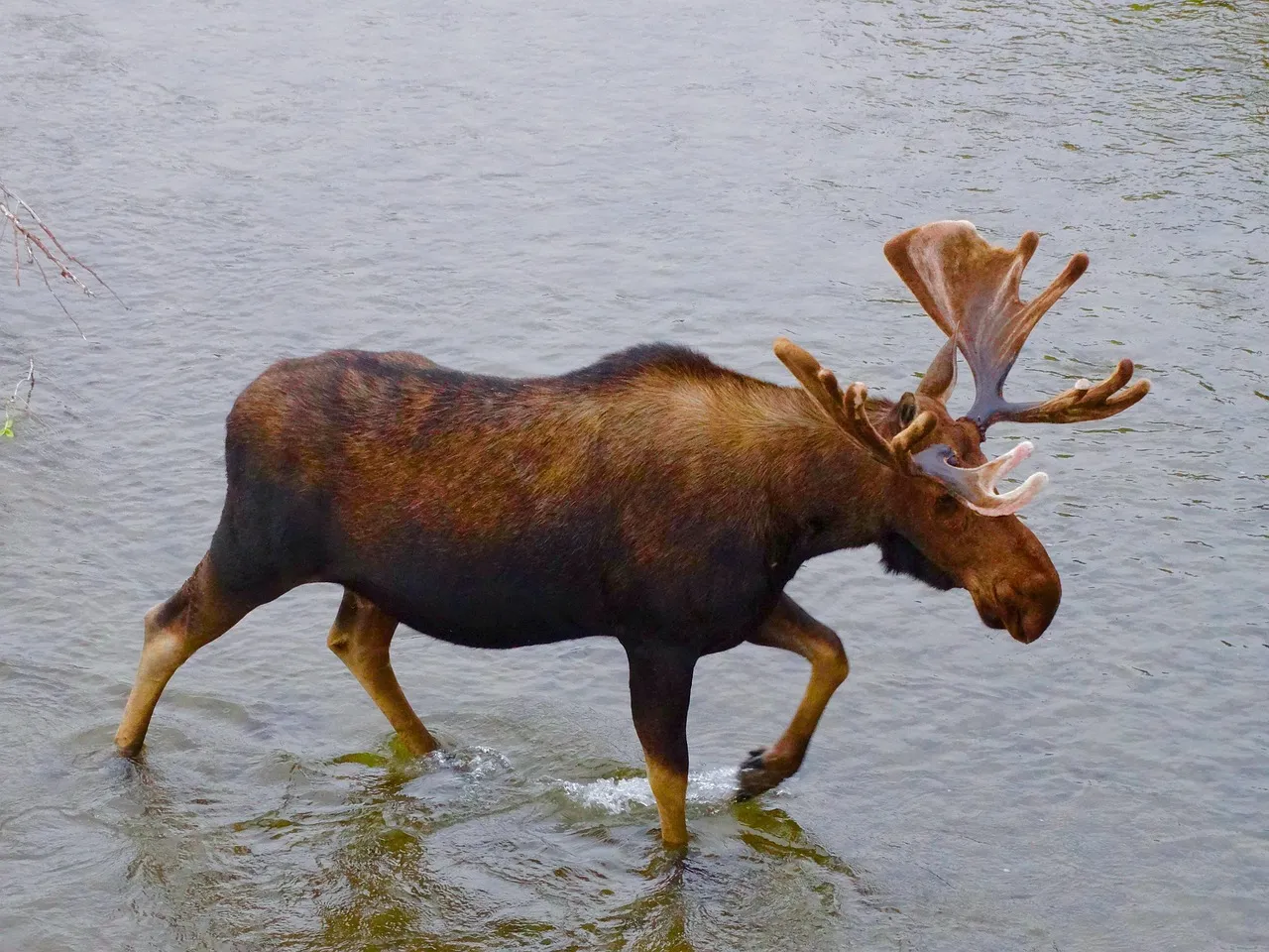 HUGE moose rack!