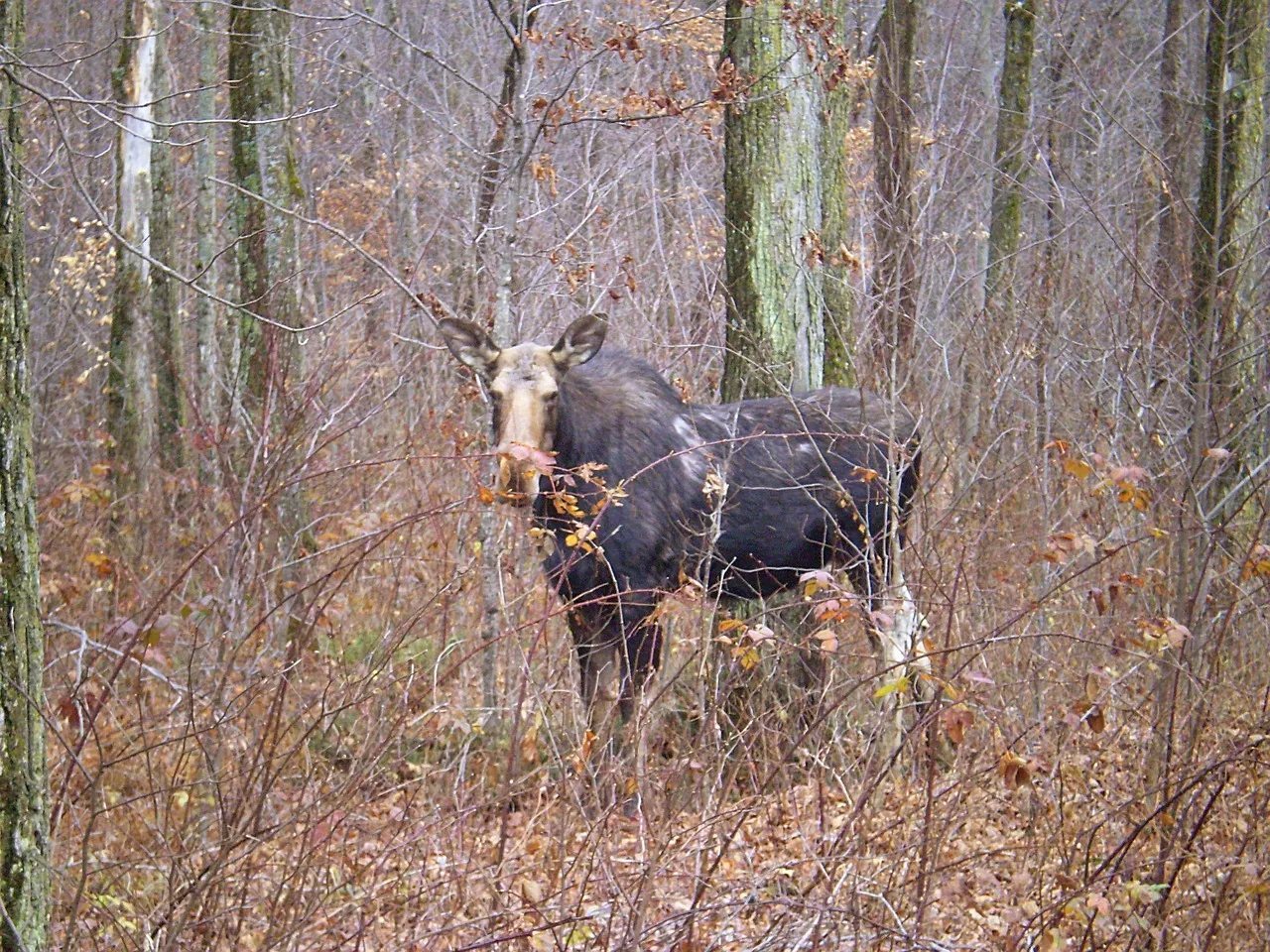 website moose